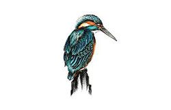 Kingfisher Prints