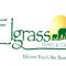 Elgrass Travel and Tours