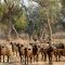 Mana Pools National Park