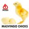 Masvingo Chicks