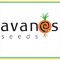 Avanos Seeds