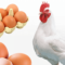 Chalonic Poultry