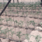 Theya Engineering Irrigation Zimbabwe
