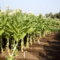 Tobacco Processors Zimbabwe