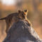 Tourism Zimbabwe