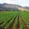 Chevron Tobacco Company