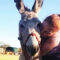 Matabeleland Animal Rescue & Equine Sanctuary