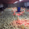 Nyatande Poultry Farms